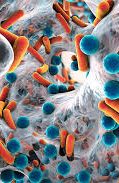 ganoderma como antibacteriano y antiviral